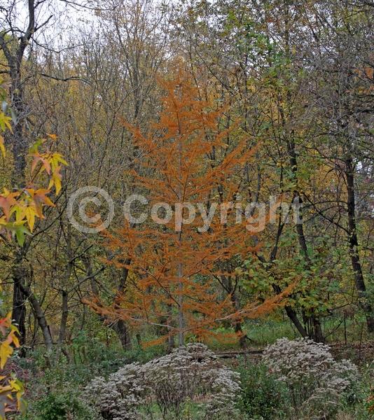 Red blooms; Yellow blooms; Deciduous; Needles or needle-like leaf