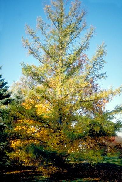 Red blooms; Yellow blooms; Deciduous; Needles or needle-like leaf