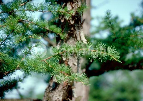 Red blooms; Yellow blooms; Deciduous; Needles or needle-like leaf