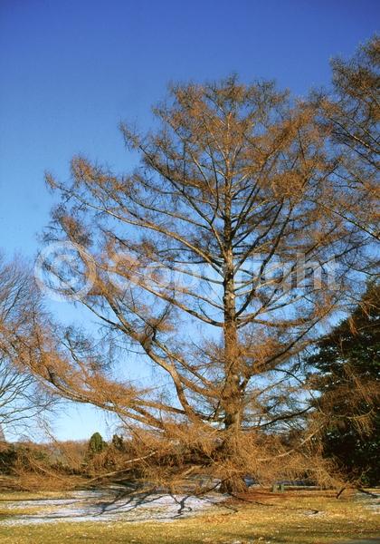 Red blooms; Yellow blooms; Deciduous; Needles or needle-like leaf