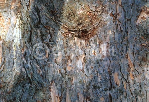 Red blooms; Yellow blooms; Deciduous; Needles or needle-like leaf