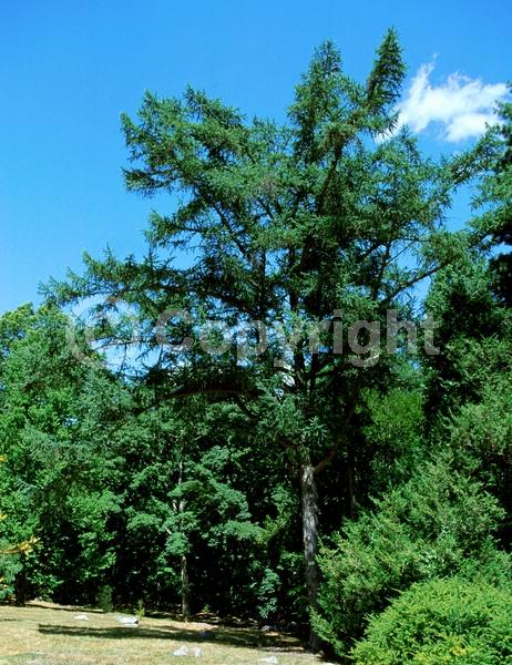 Red blooms; Yellow blooms; Deciduous; Needles or needle-like leaf