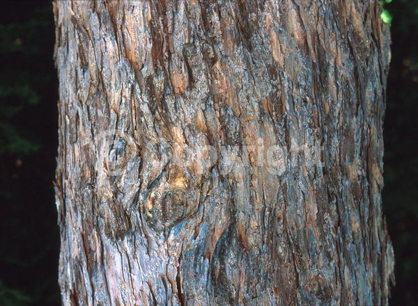 Red blooms; Yellow blooms; Deciduous; Needles or needle-like leaf