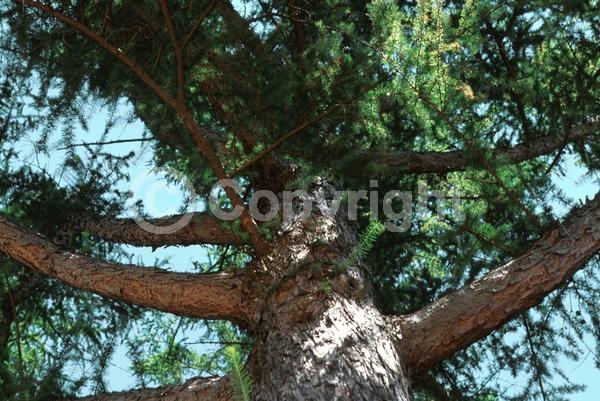Red blooms; Yellow blooms; Deciduous; Needles or needle-like leaf