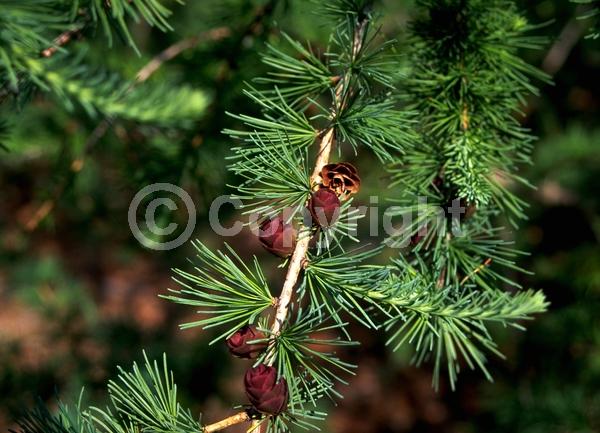 Deciduous; Needles or needle-like leaf; North American Native