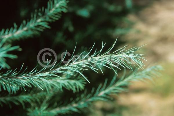 Deciduous; Needles or needle-like leaf; North American Native