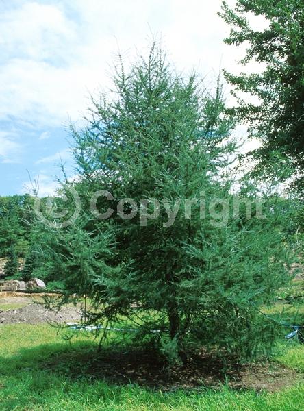 Deciduous; Needles or needle-like leaf; North American Native