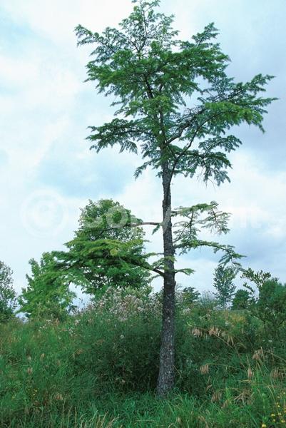 Deciduous; Needles or needle-like leaf; North American Native