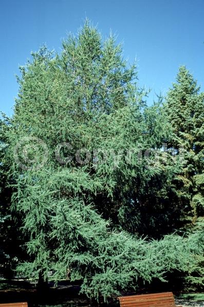 Deciduous; Needles or needle-like leaf; North American Native