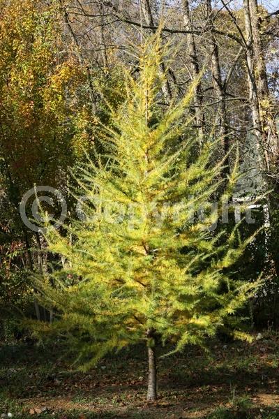 Deciduous; Needles or needle-like leaf; North American Native