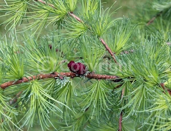 Deciduous; Needles or needle-like leaf; North American Native