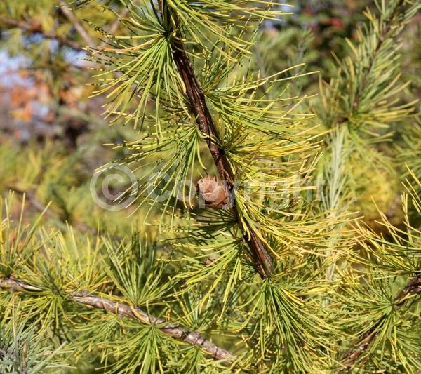 Deciduous; Needles or needle-like leaf; North American Native