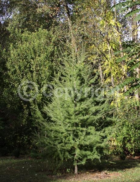 Deciduous; Needles or needle-like leaf; North American Native