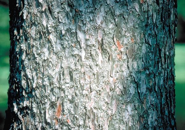 Deciduous; Needles or needle-like leaf; North American Native