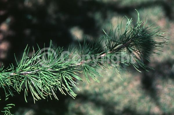 Red blooms; Yellow blooms; Deciduous; Needles or needle-like leaf; North American Native