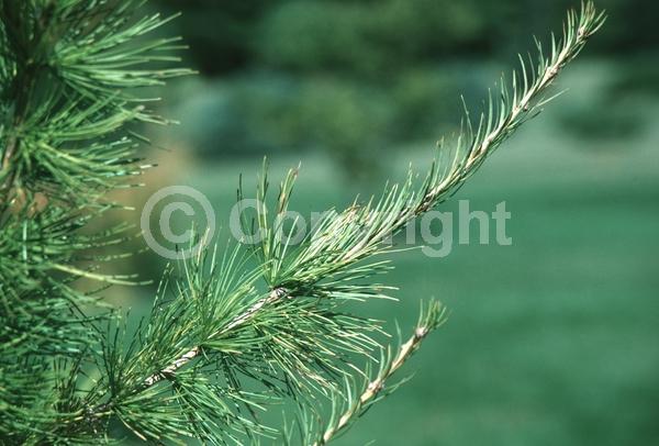 Red blooms; Yellow blooms; Deciduous; Needles or needle-like leaf; 