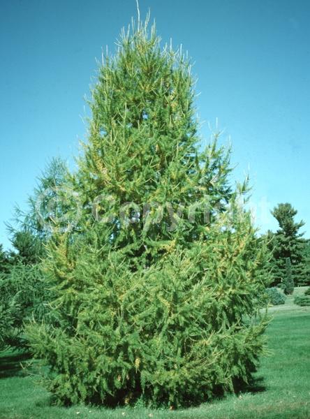 Red blooms; Yellow blooms; Deciduous; Needles or needle-like leaf; 