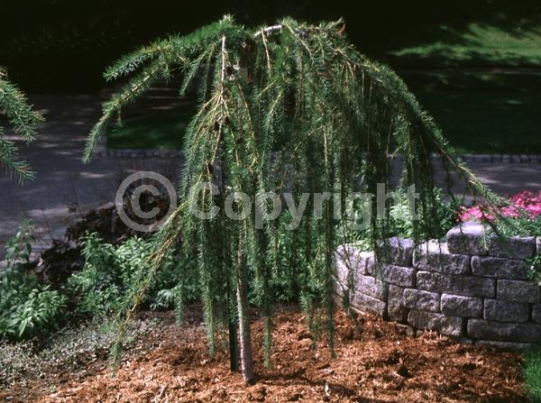 Red blooms; Yellow blooms; Deciduous; Needles or needle-like leaf