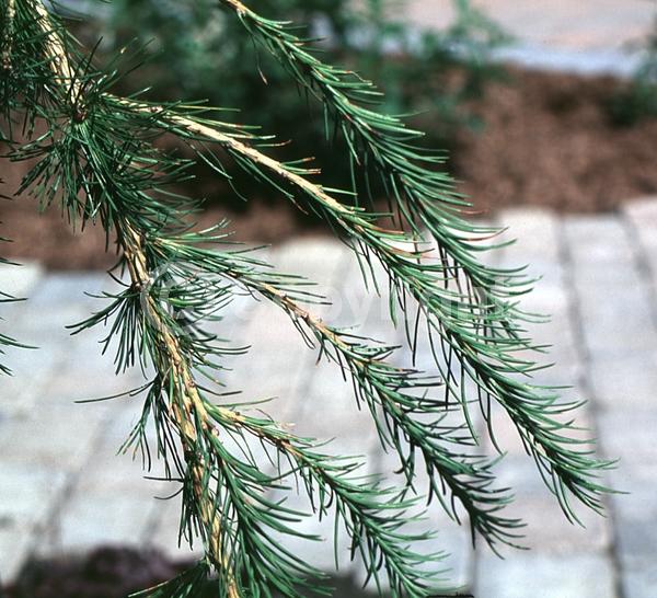 Red blooms; Yellow blooms; Deciduous; Needles or needle-like leaf