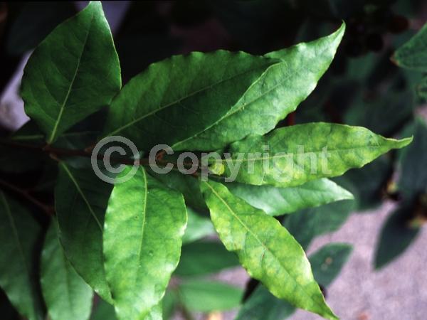 Yellow blooms; Evergreen; Needles or needle-like leaf