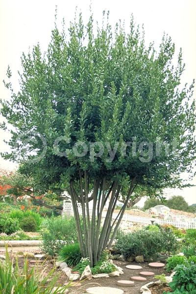 Yellow blooms; Evergreen; Needles or needle-like leaf