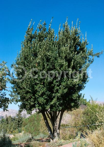 Yellow blooms; Evergreen; Needles or needle-like leaf