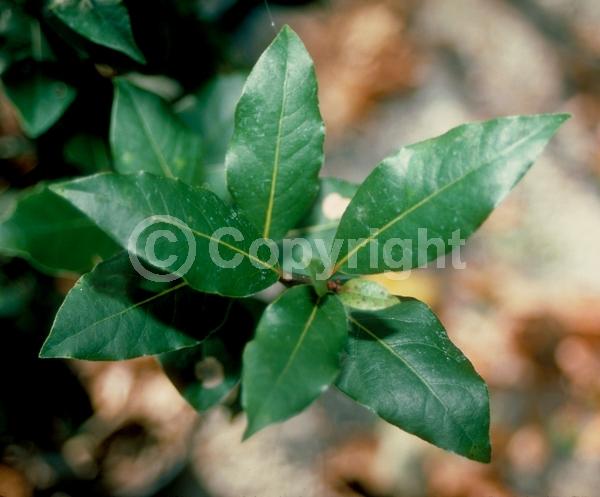 Yellow blooms; Evergreen; Needles or needle-like leaf