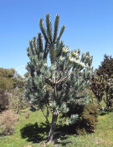 Yellow blooms; Green blooms; Evergreen; Broadleaf