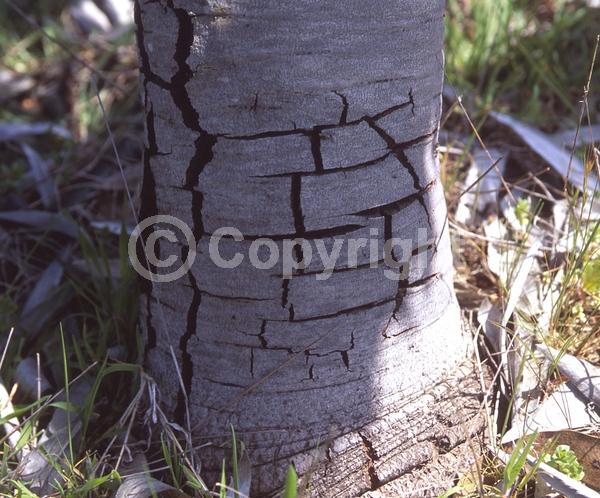 Yellow blooms; Green blooms; Evergreen; Broadleaf