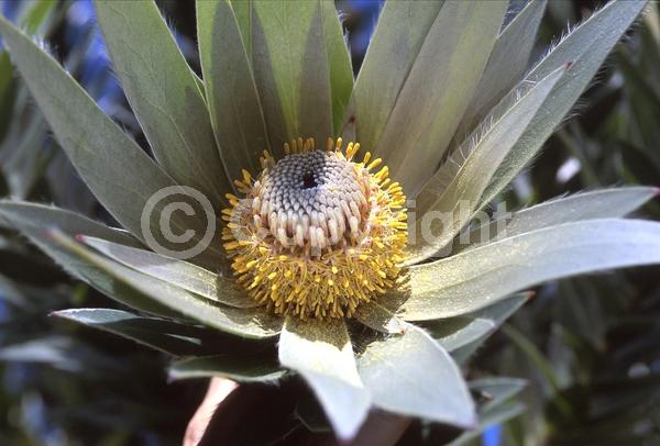 Yellow blooms; Green blooms; Evergreen; Broadleaf