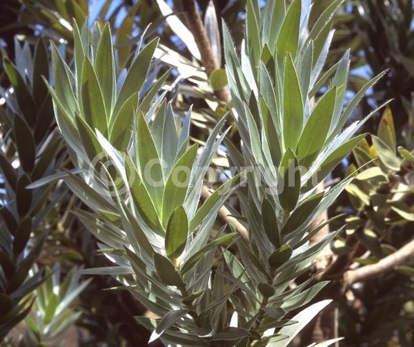 Yellow blooms; Green blooms; Evergreen; Broadleaf