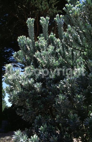 Yellow blooms; Green blooms; Evergreen; Broadleaf