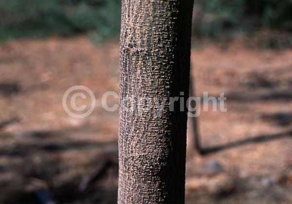 Yellow blooms; White blooms; Evergreen; 