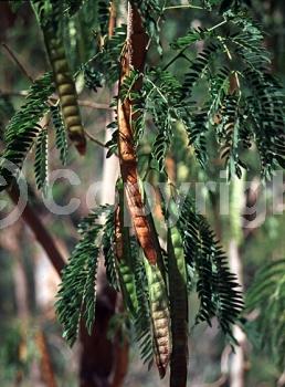 Yellow blooms; White blooms; Evergreen; 