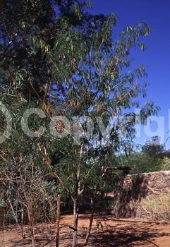 Yellow blooms; White blooms; Evergreen; 