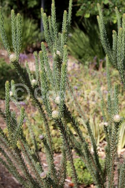 Yellow blooms; Green blooms; Evergreen; Broadleaf