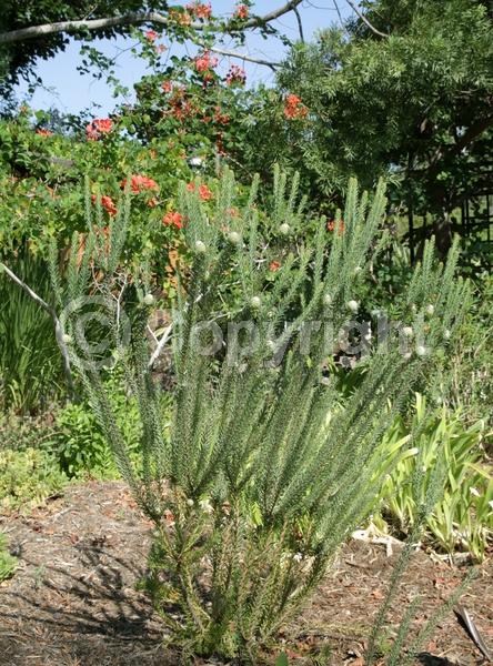 Yellow blooms; Green blooms; Evergreen; Broadleaf