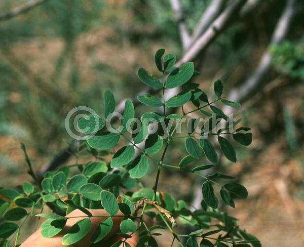 Yellow blooms; Evergreen; North American Native