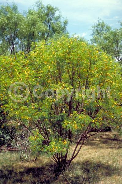 Yellow blooms; Evergreen; North American Native