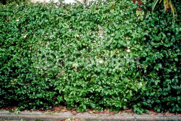 White blooms; Evergreen