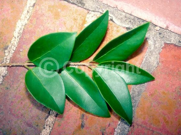 White blooms; Evergreen