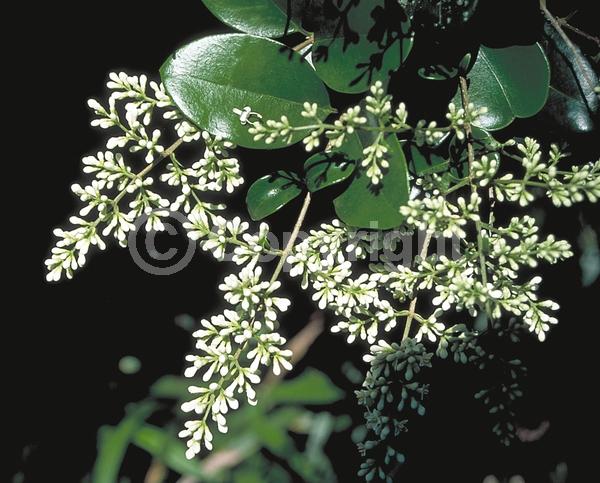 White blooms; Evergreen