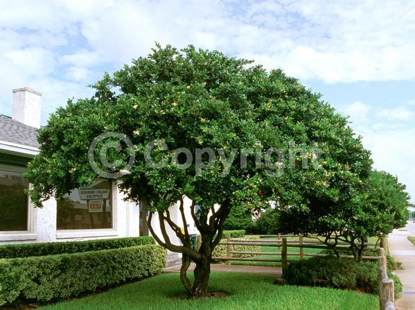 White blooms; Evergreen