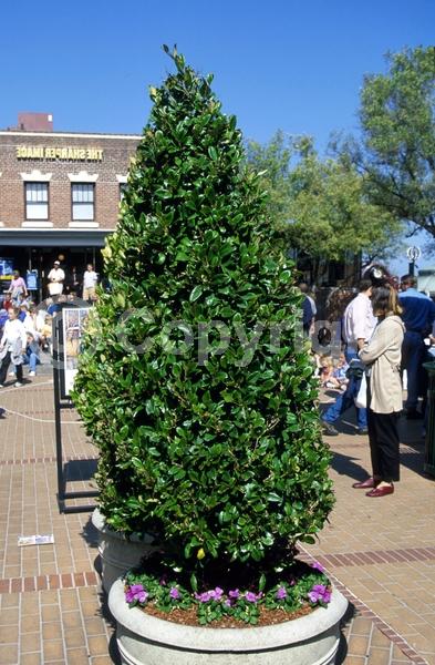 White blooms; Evergreen