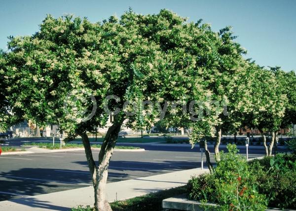 White blooms; Evergreen