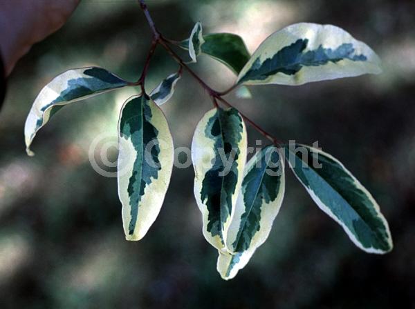 White blooms; Evergreen; Broadleaf