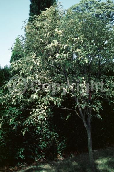 White blooms; Evergreen; Broadleaf