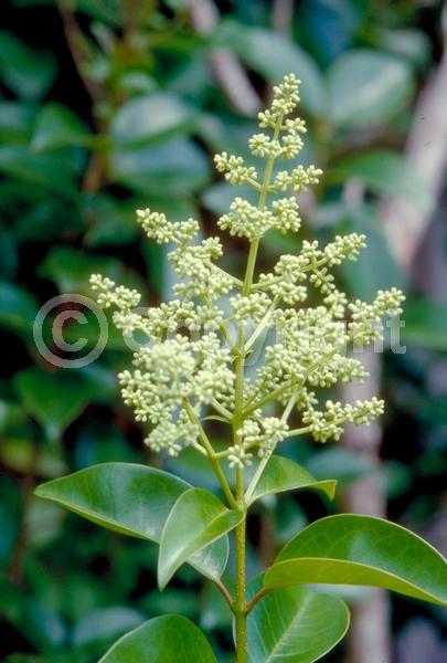 White blooms; Evergreen; Broadleaf