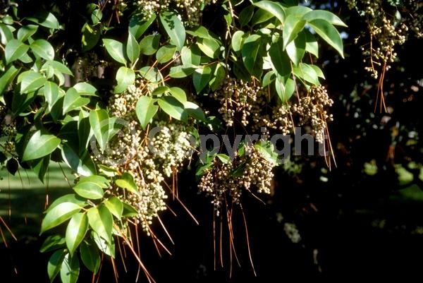 White blooms; Evergreen; Broadleaf