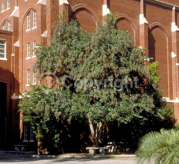 White blooms; Evergreen; Broadleaf
